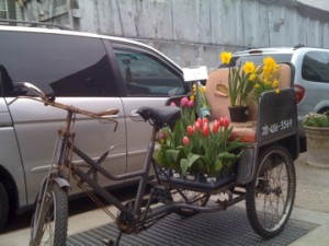 Flowers + pedal power outside Williamsburg's Red Rose & Lavender. How's that for fun? 