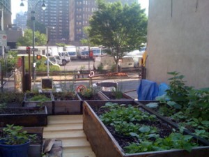 Roadway + raised bed = Lincoln Tunnel Farm