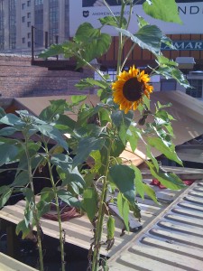 Point of light: Sunflower at Lincoln Tunnel Farm