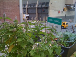 Watch out, Lincoln Tunnel! You came through Sandy okay – but now anise hyssop is getting ready to kick your ass! 